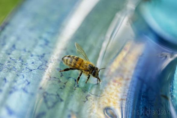 Honeybee drinking from blue dish macro photograph