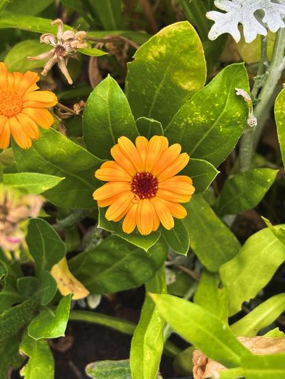 Orange marigold flower with a dark red center surrounded by lush green leaves. 

From the community garden