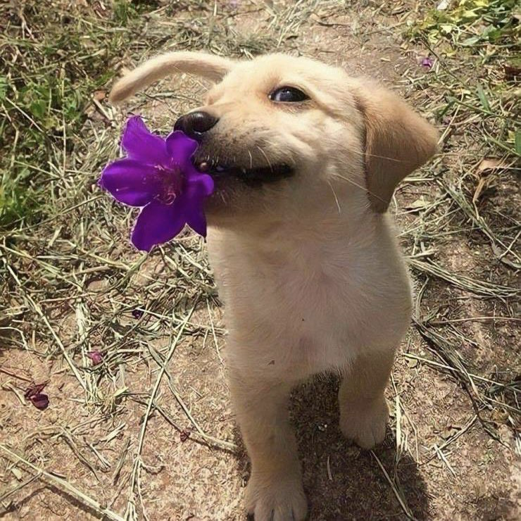 A Golden puppy looks up at the camera with a purple flower in their mouth.