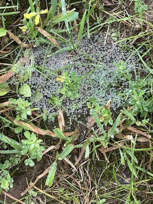 dewy grass spider web