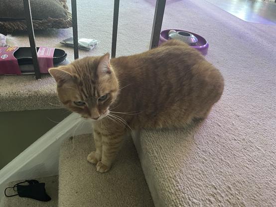 An orange cat sitting at the top of carpeted stairs. The adorable floofball has his front paws one step lower than back, and legs extended at different lengths. Thus the back end of this cat is loaf-shaped while the front end is standing at attention, while maintaining a back parallel with the floor. He's watching the lower door (not shown) for an expected arrival (also not shown), and considers the photographer a barely-adequate substitute food/pets provider (distain shown).