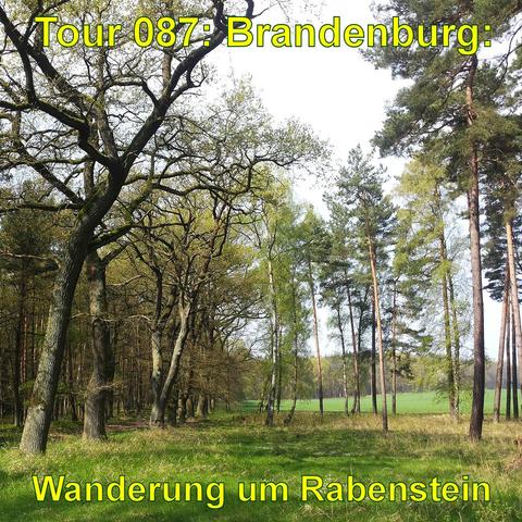 Eine offene Waldwiese im Frühling mit einer Mischung aus Laub- und Nadelbäumen. Das frische Grün junger Blätter sticht hervor. Einige Bäume sind bereits voll belaubt, während andere noch kahl sind. Die Sonne scheint durch die Baumkronen und erhellt die Wiese, die am Waldrand liegt.