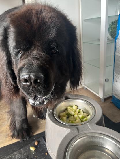 Odin the Newfie catatonic with glee, frothing with desire for the apples