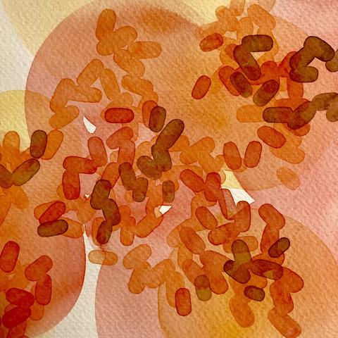 A cropped close-up of a watercolour sketch that has five layers of lightly applied paint in shades of yellow, orange red, and brown. The bottom layers are circular washes of pale yellow and red. The upper layers are strings of lozenges that are like rod-shaped bacteria in orange, red and muddied red-brown.