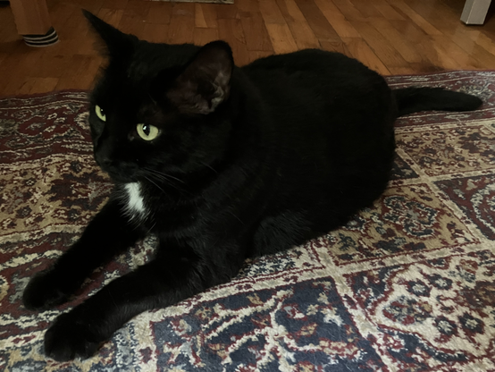 Hermetic Library Cat Caturday 9aug2025 Muninn
