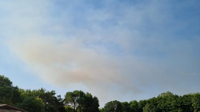 De la fumée dans le ciel au-dessus des arbres