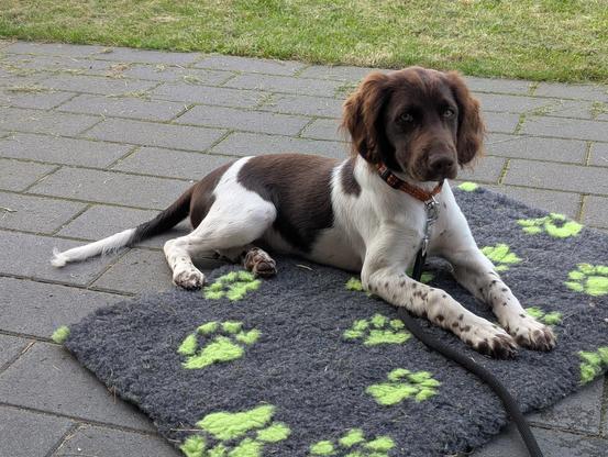 Auf dem Bild liegt ein junger Hund auf einer grauen Decke mit grünen Pfotenabdrücken.
Der Hund hat braunes Fell am Kopf, weiße Beine mit braunen Tupfen und einen braun-weißen Körper.
Er trägt ein braunes Halsband mit einer Leine, die auf der Decke liegt.
Der Untergrund besteht aus grauen Pflastersteinen, im Hintergrund ist eine Rasenfläche zu sehen.
Der Hund schaut aufmerksam in Richtung Kamera und wirkt ruhig und entspannt.