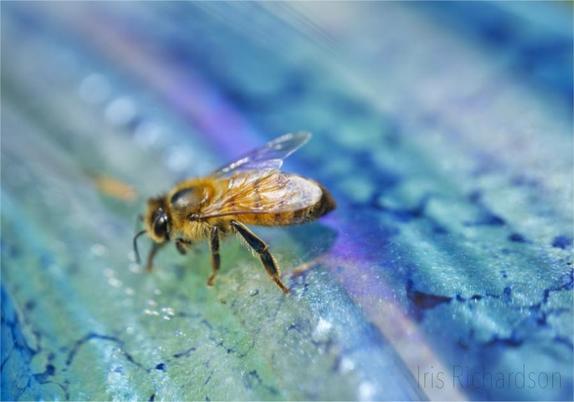 A tiny honeybee lady on a blue glass dish drinking water macro photograph