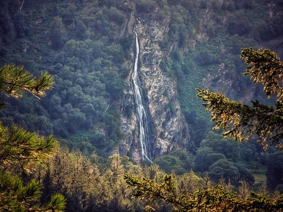 A view of Powerscourt Waterfall, the tallest waterfall in Ireland, flowing down a steep, rocky cliff face. The waterfall is set within a dense, verdant forest of trees and bushes. The foreground is framed by the bright, sunlit branches of two pine trees, adding depth to the image. The scene is both grand and tranquil.
