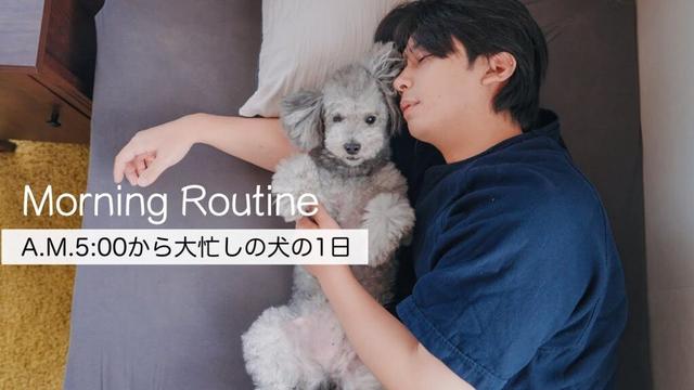 🐶トイプードルグリィのモーニングルーティン🐾
