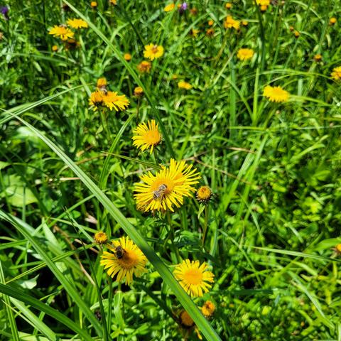 Gelbe kräftige Blüten auf einer Wiese
