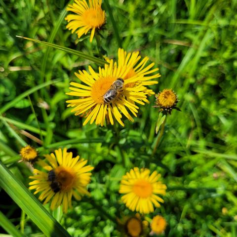 Die gelben Blumen mit Biene