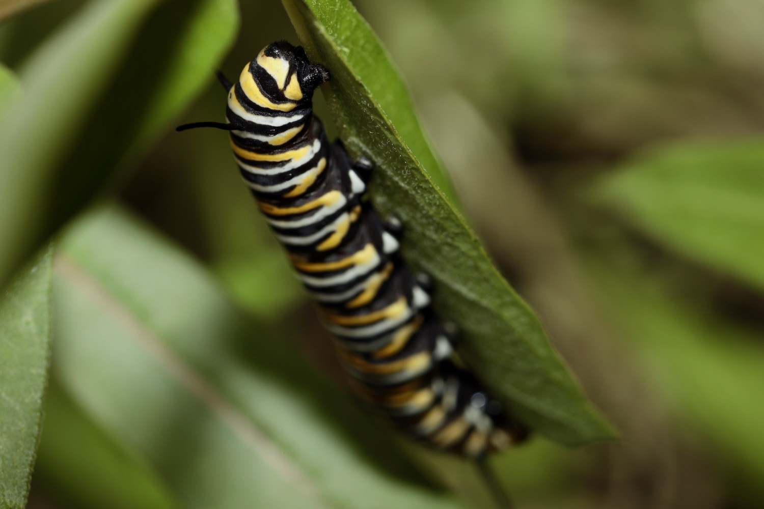 Monarch caterpillar