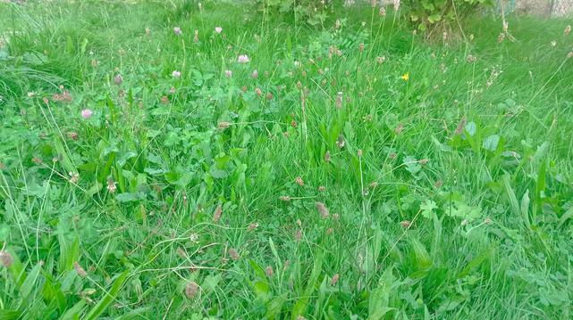 Herbe haute et très verte, parsemée de plantain et de trèfle fleuris.