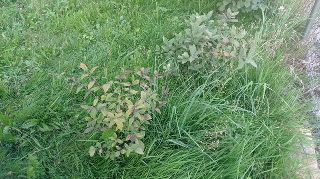 Deux jeunes arbrisseaux au milieu d'herbes hautes.
Le premier a des feuilles qui changent de couleur, un peu jaune, un peu pourpre.
Le deuxième est vert amande et de nouveaux boutons floreaux.