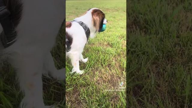 ボール大好き#コーイケルホンディエ #デコピン #kooikerhondje