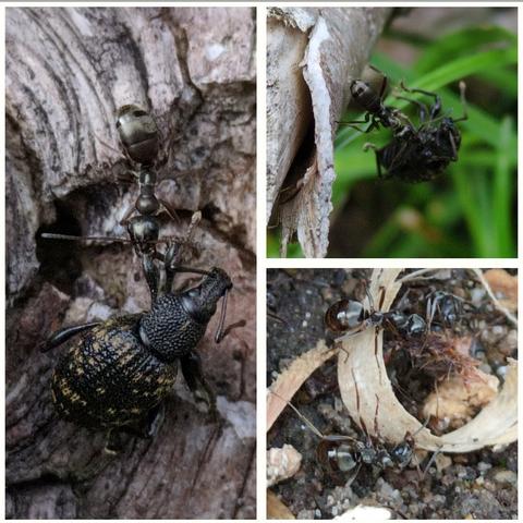 Collage aus drei Fotos. Die linke Hälfte zeigt eine Ameise über einem schwarzen Käfer mit goldenen Sprenkeln auf Totholz. Nicht erkennbar ist, dass die Ameise den Käfer in ihren Fängen hat und nach oben zieht. Rechts oben das Foto lässt den Sachverhalt erkennen. Der Käfer hängt in der Luft, als Verbindungsstück zwischen Totholz und Käfer eine Ameise. Das dritte Foto, rechts unten, zeigt Ameisen auf Holzspänen und Erdkrümeln.