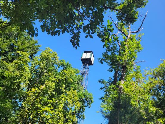 Tour électrique au milieu des arbres