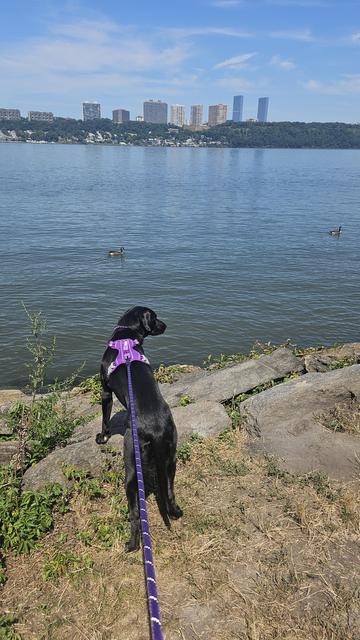 A black dog in a purple harness stands on the bank of the Hudson looking to the right at a duck in the water. It's a sunny day, the sky and the river are blue. NJ is visible across the water.
