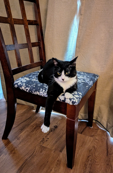 Tuxedo cat Betty sitting on the “ before” looking chair.