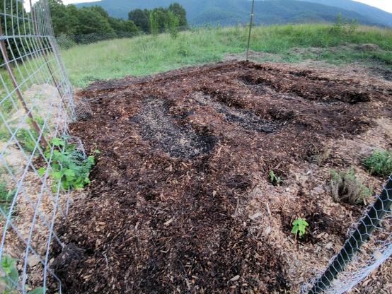 The inside view of a small 16×16' no-dig/no-till garden made with wood chips and compost. The perimeter is enclosed with t-posts and chicken wire and on the left side is a large trellis with hop plants beginning to grow on it.