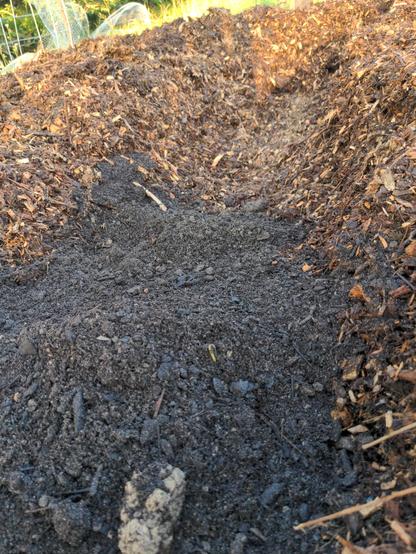A trench in the wood chip mulch is in tne process of being filled with organic compost