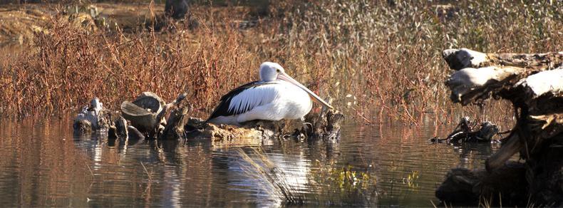 A peaceful scene at a lake with an Australian Pelican resting on a log in front of some tall grasses.