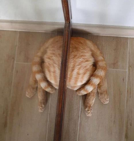 Kitty lying down against a mirror.