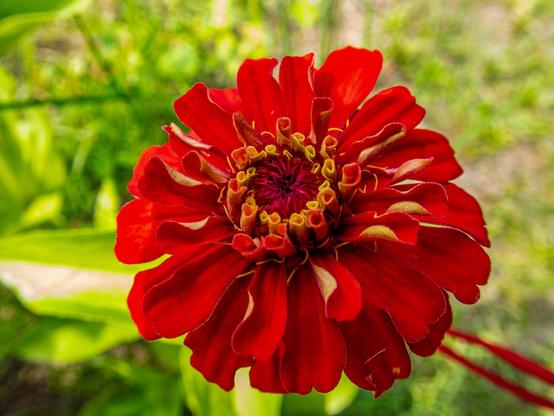 Zbliżenie żywego czerwonego kwiatu z warstwowymi płatkami i widocznym żółto-bordowym środkiem, osadzone na miękkim zielonym tle. 

A close-up of a vibrant red flower with layered petals and a prominent yellow and maroon center, set against a soft green background.