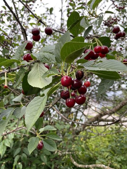 Kuvassa on suklaakirsikoita