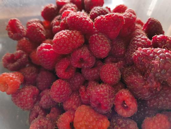 Raspberries, fresh in a bowl.