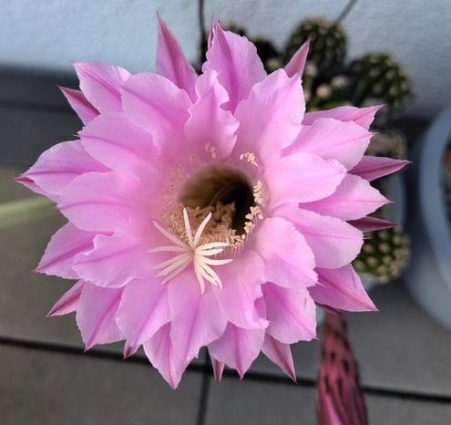 Nahaufnahme einer pinken Kaktusblüte. Viele kleine Stsubblätter und ein großer sternförmiger Stempel liegen im trichterförmigen Kelch. Durchmesser: 10cm