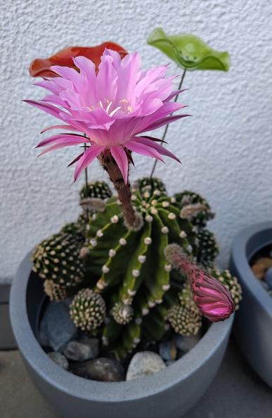 Der ganze kugelförmige Kaktus mit der offenen und einer noch geschlossenen Blüte. Länge des Blütenkelchs: 20cm