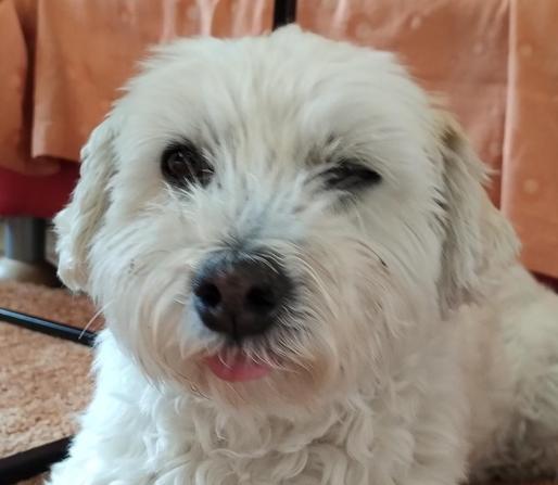 White dog bleps ( puts his tongue out a bit )