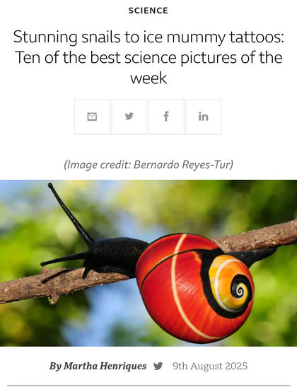 Striking red coloured snail on branch