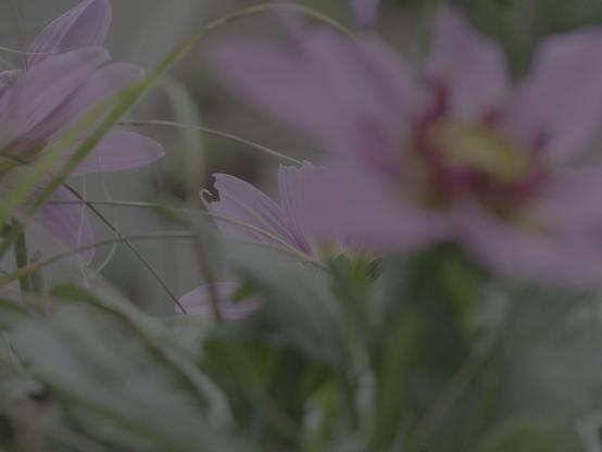 Purple flowers with blurred petals, surrounded by green leaves and thin, arching grass blades. The background is out of focus, highlighting the soft textures and colors of the flowers.