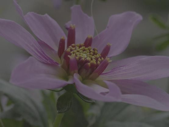 Purple flower with elongated petals radiating from a central cluster of yellow and dark pink stamens. Green foliage is partially visible in the background.