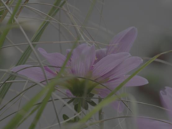 Purple flower partially obscured by thin, green grass blades. The petals are light purple with soft, parallel lines, and the flower is set against a blurred gray background.