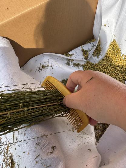 Mit einem Kamm werden die Samenkapseln vom Lein abgetrennt