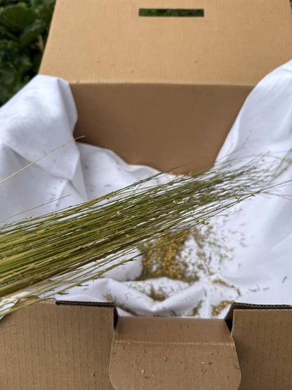 Flachshalme ohne Kapseln über der Kiste mit den Samen