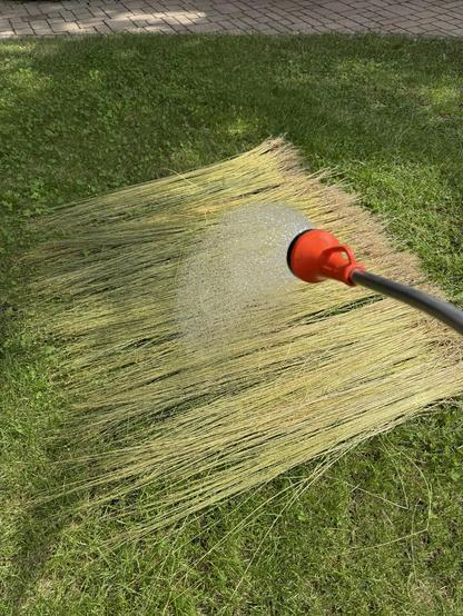 Flachshalme auf der Wiese werden von mir mit Wasser benetzt