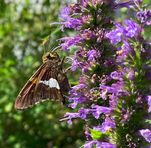 A silver-spotted skipper butterfly (pointed vertically upwards, right side view) resting on a green plant with bright lavender flowers.  The butterfly is primarily brown, with a white stripe and a small splash of orange.  It's antennae and eyes are visible as are its legs as they anchor onto the flower.