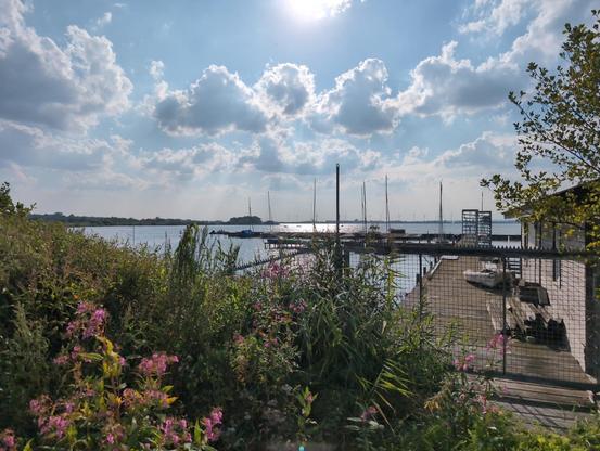 Blick über blühende Ufervegetation und einen Zaun auf den Dümmer