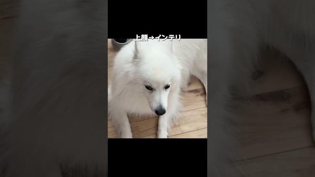 15秒後に海獣になる犬　#日本スピッツ #アザラシ　#shorts