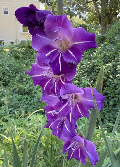 Purple pinstriped gladiolus flowers