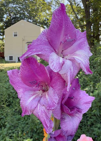 Purple textured gladiolus flowers