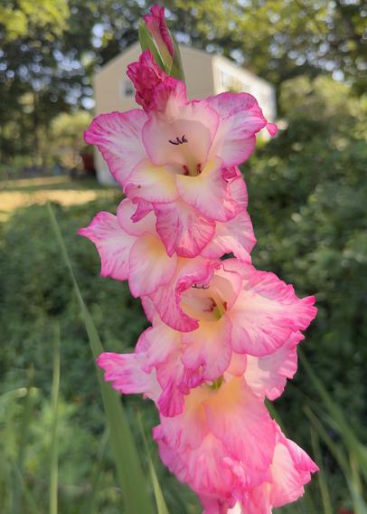Pink gladiolus flowers