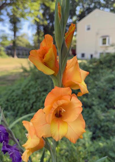 Orange gladiolus flowers