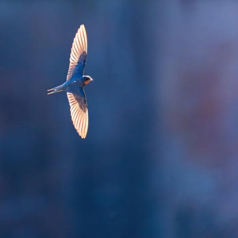 A barn swallow, their wing feathers lit by early morning light, swoops in front of an old stone wall in deep shadow.