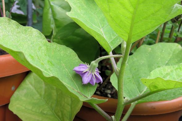 Kleine, violette Blüte mit fünf leicht gebogenen Blütenblättern wächst an einem grünen, feinhaarigen Stiel zwischen großen, breitovalen Blättern. Die Blätter sind hellgrün, haben eine matte, leicht samtige Oberfläche und ausgeprägte Aderung. Die Pflanze steht in einem braunen Tontopf, der nur teilweise sichtbar ist.